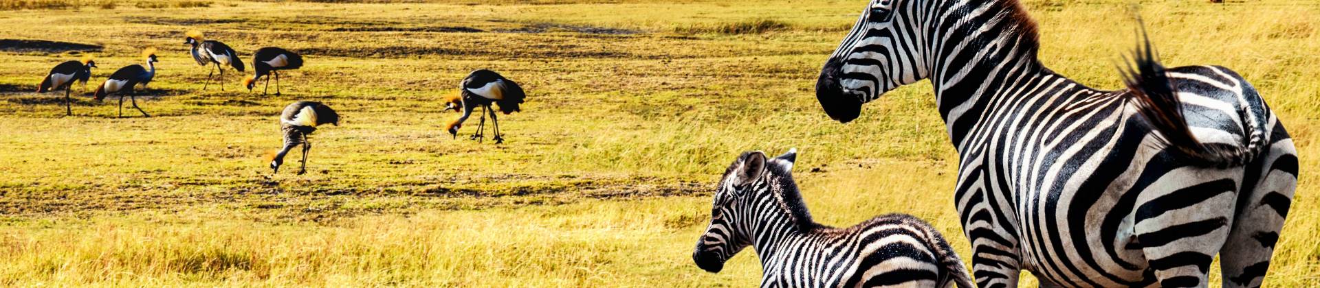 wilde dieren op de Serengeti