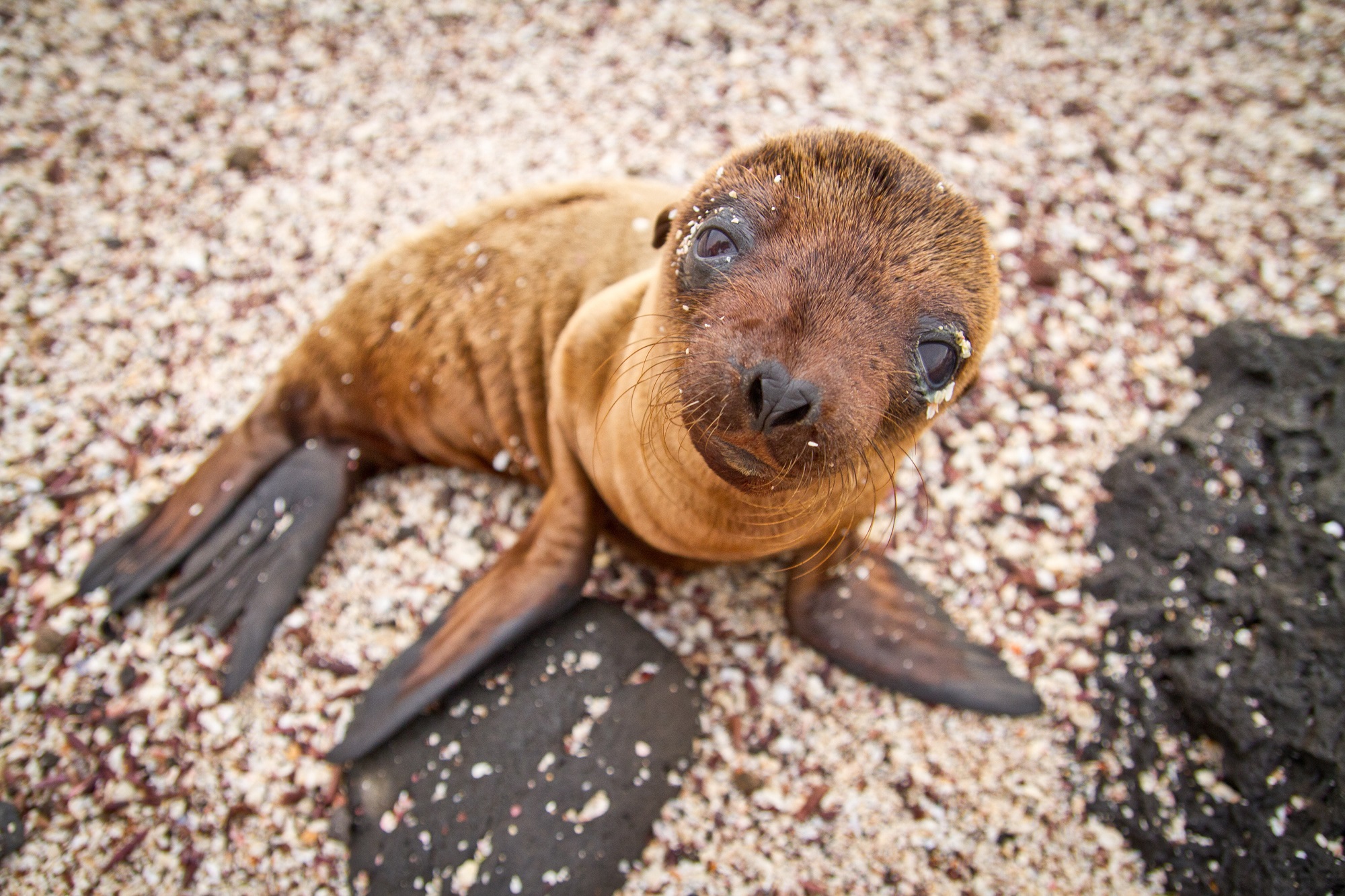 Beste reistijd Galapagos