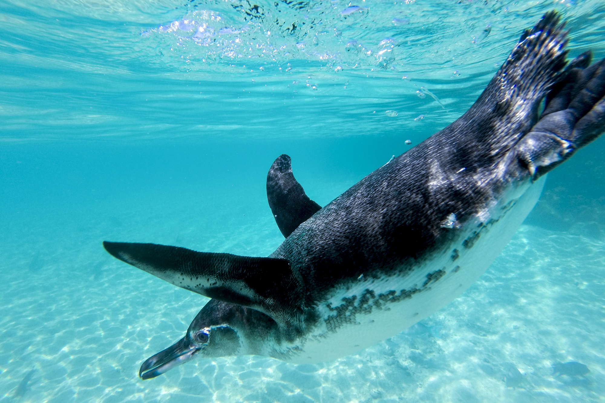 Galapagos