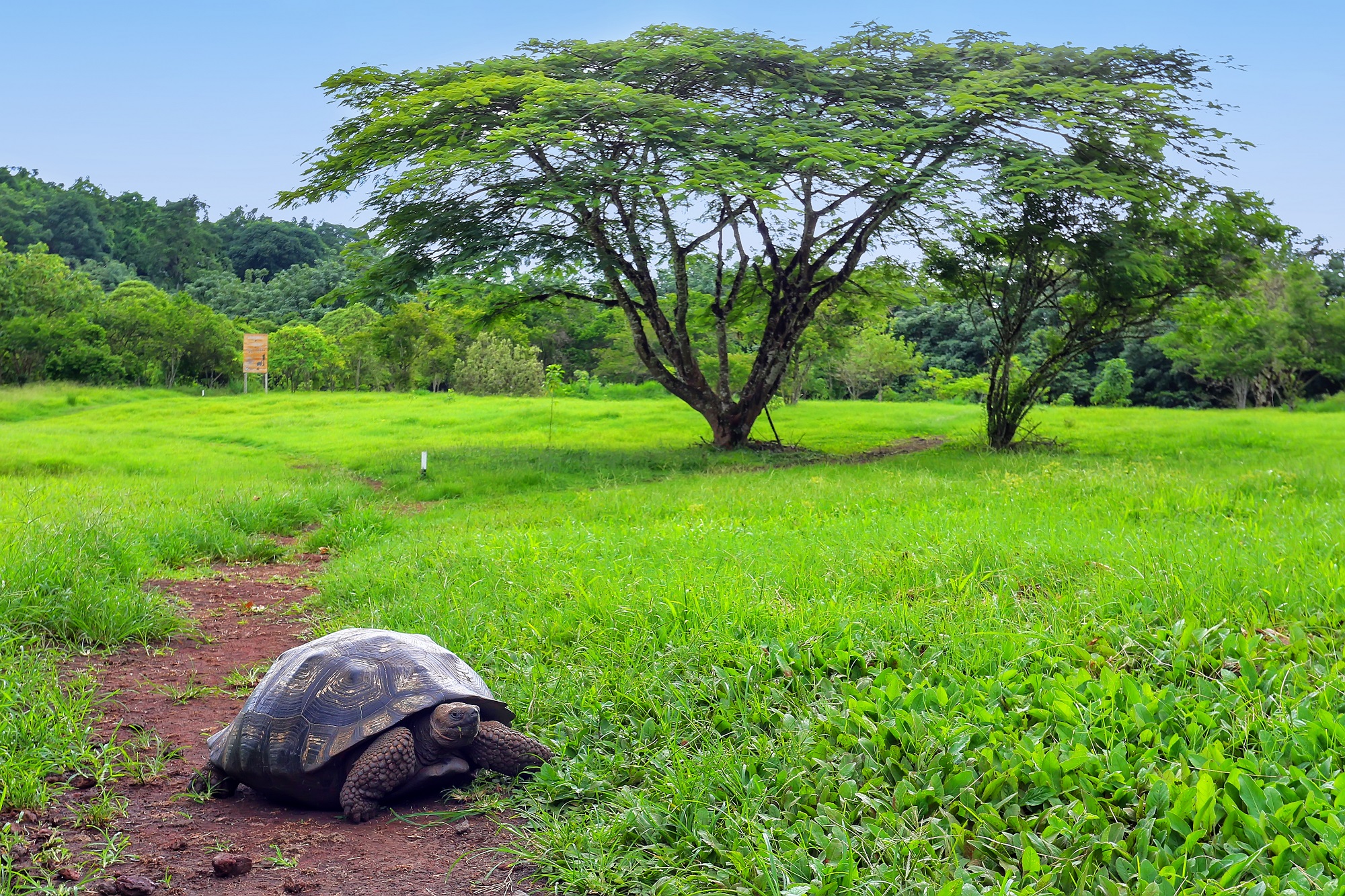 Schildpad op de Galapagos