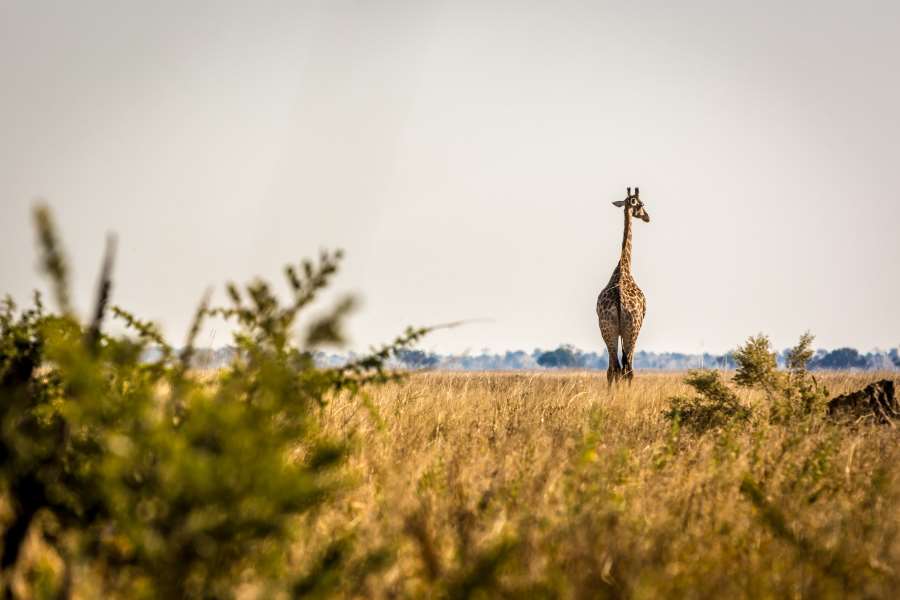 Een giraffe in Savuti, Botswana