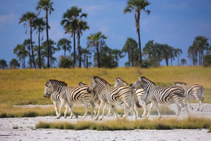 Makgadikgadi Pans National Park - Botswana