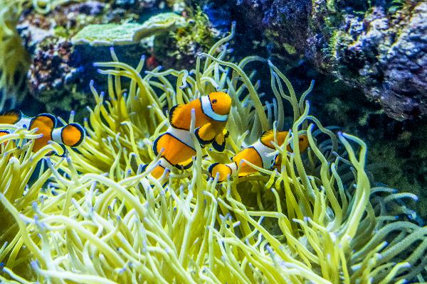 Nemo in een aquarium in Singapore