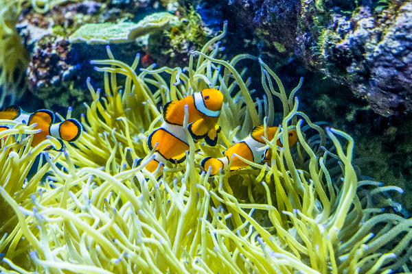 Nemo in een aquarium in Singapore