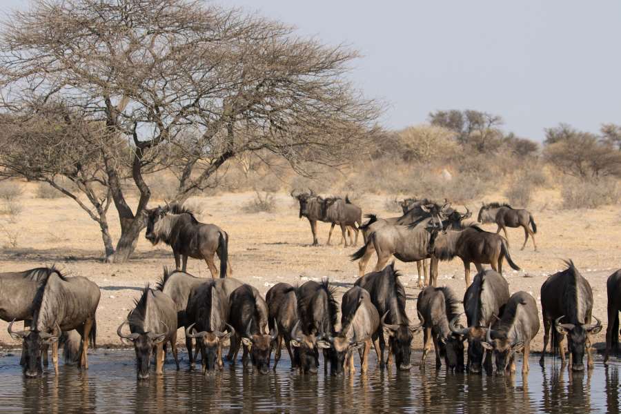 Gnoes bij een waterbron in de Kalahari, Botswana