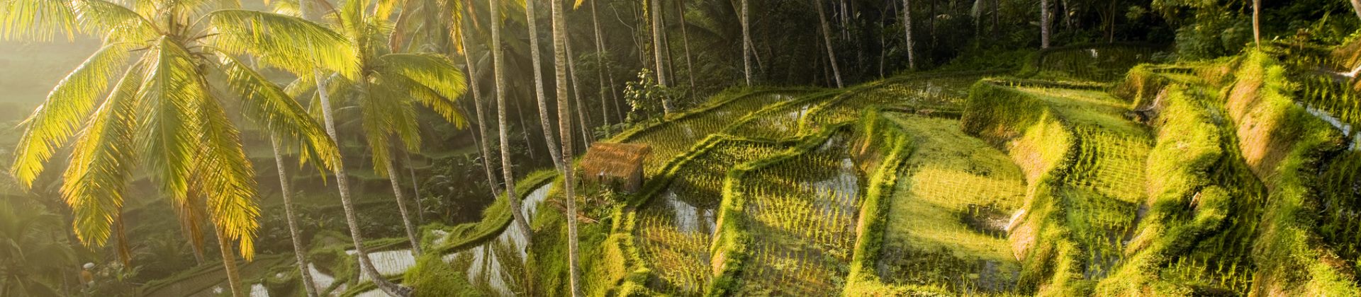 Rijstterassen op Bali Rijstterassen op Bali
