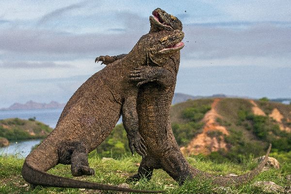 Komodo varanen in Indonesie