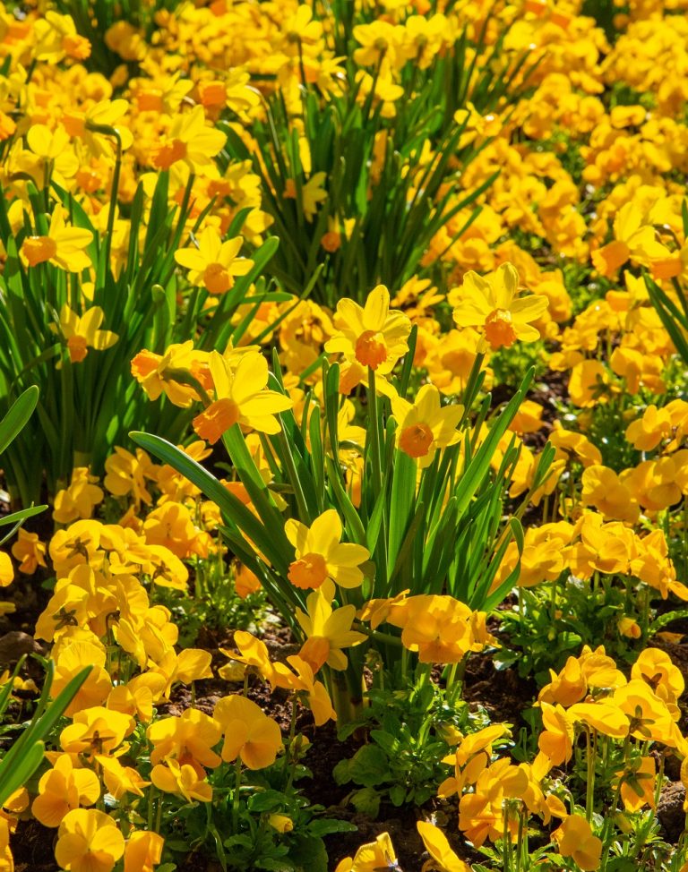 Blumen der Landesgartenschau 2018