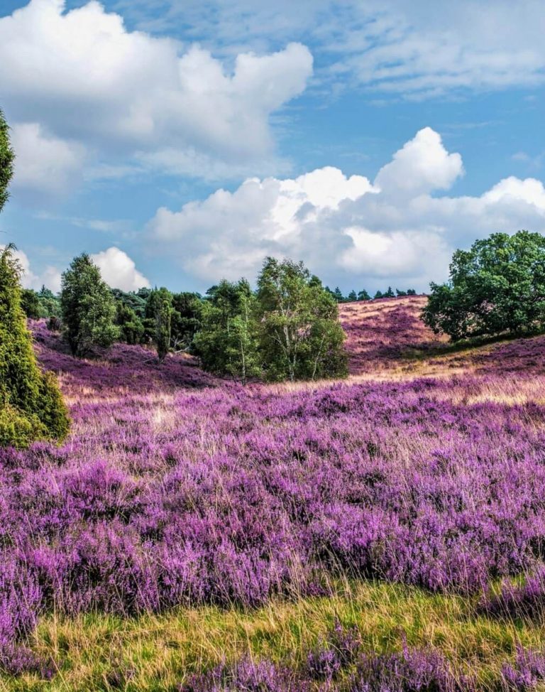 heiden-mit-wacholder-lueneburger-heide-niedersachsen-istock-612406782-2